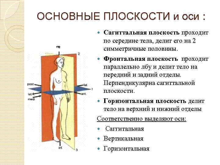 ОСНОВНЫЕ ПЛОСКОСТИ и оси : Сагиттальная плоскость проходит по середине тела, делит его на