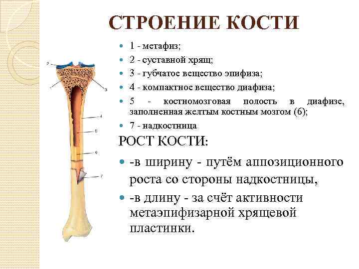 СТРОЕНИЕ КОСТИ 1 - метафиз; 2 - суставной хрящ; 3 - губчатое вещество эпифиза;