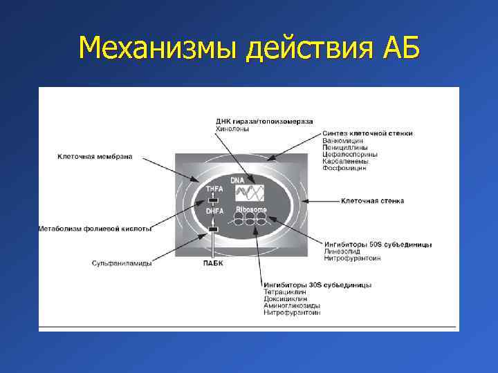 Механизмы действия АБ 