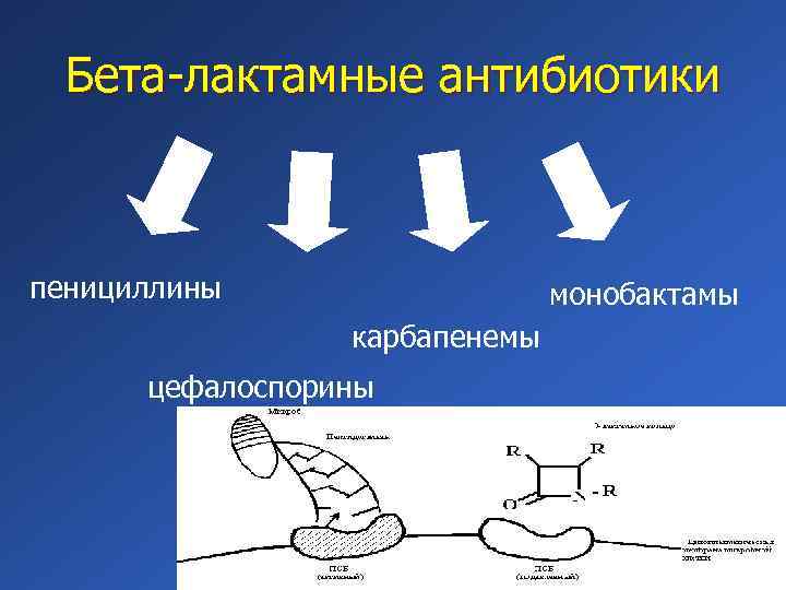 Бета лактамные антибиотики