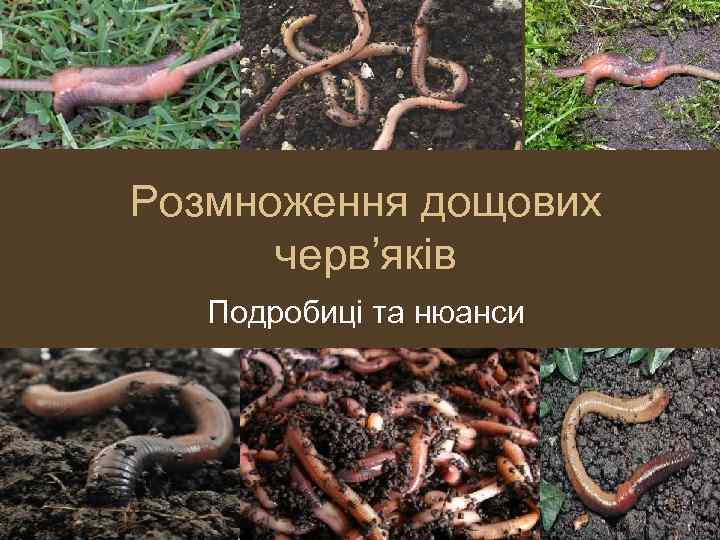 Розмноження дощових черв’яків Подробиці та нюанси 