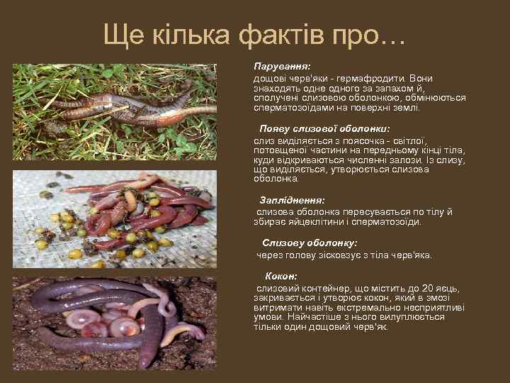 Ще кілька фактів про… Парування: дощові черв'яки - гермафродити. Вони знаходять одне одного за