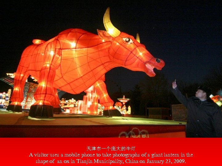 天津市一个庞大的牛灯 A visitor uses a mobile phone to take photographs of a giant lantern