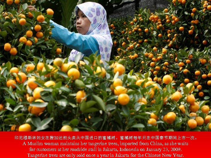 印尼穆斯林妇女在雅加达街头卖从中国进口的蜜橘树。蜜橘树每年只在中国春节期间上市一次。 A Muslim woman maintains her tangerine trees, imported from China, as she waits
