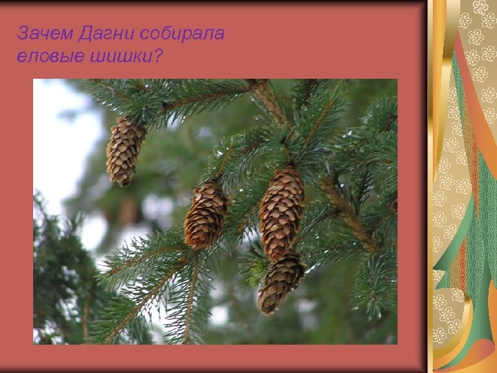 Зачем Дагни собирала еловые шишки? 