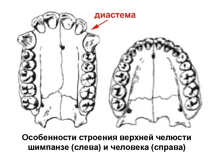 Особенности строения верхней челюсти шимпанзе (слева) и человека (справа) 