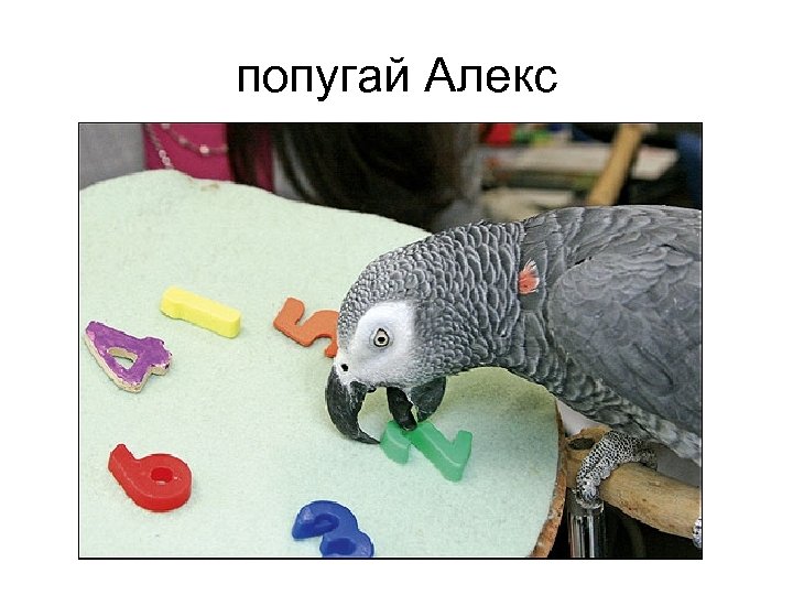 попугай Алекс 
