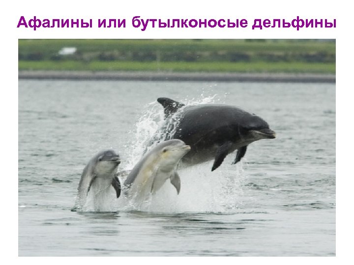 Афалины или бутылконосые дельфины 