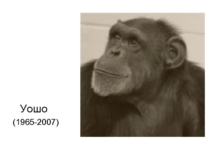 Уошо (1965 -2007) 