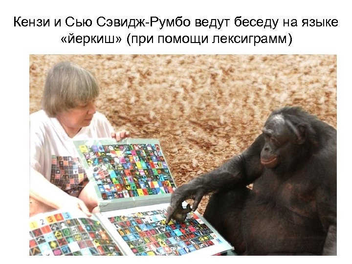 Кензи и Сью Сэвидж-Румбо ведут беседу на языке «йеркиш» (при помощи лексиграмм) 