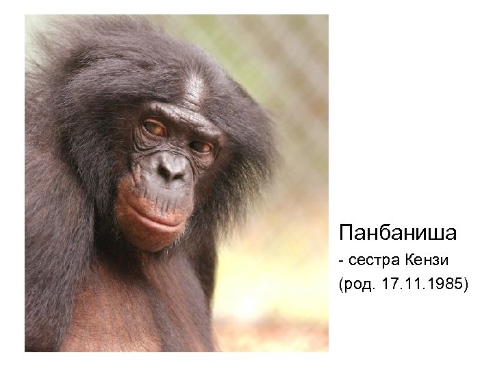 Панбаниша - сестра Кензи (род. 17. 11. 1985) 