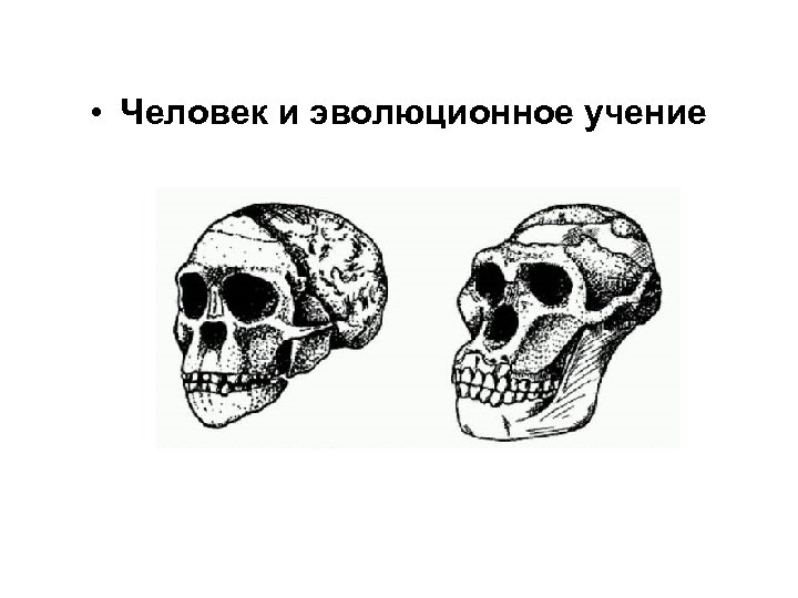  • Человек и эволюционное учение 