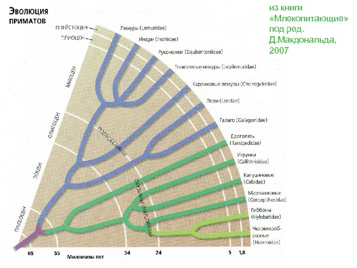 из книги «Млекопитающие» под ред. Д. Макдональда, 2007 