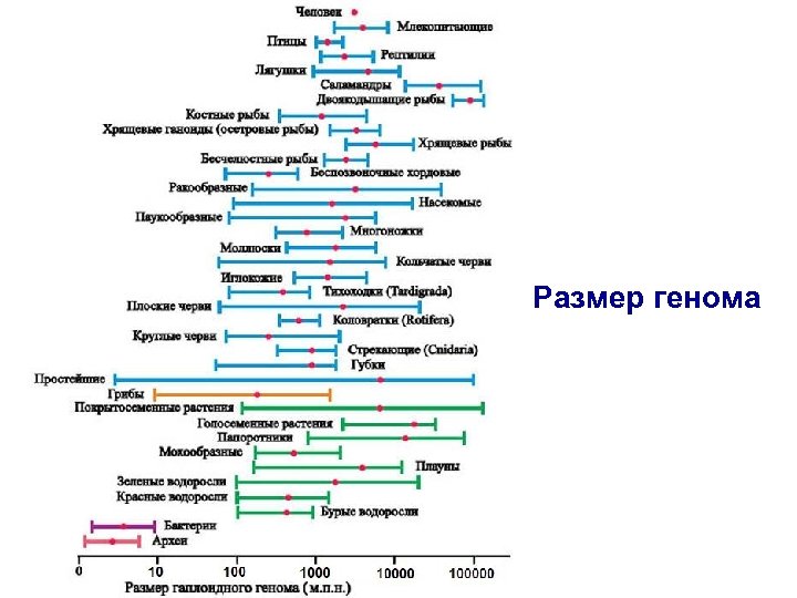 Размер генома 