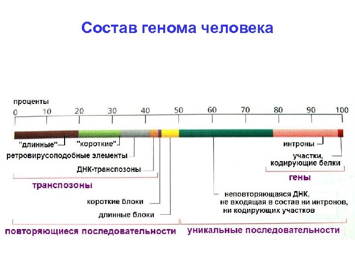 Состав генома человека 
