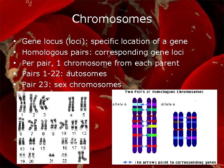 Chromosomes • • • Gene locus (loci): specific location of a gene Homologous pairs: