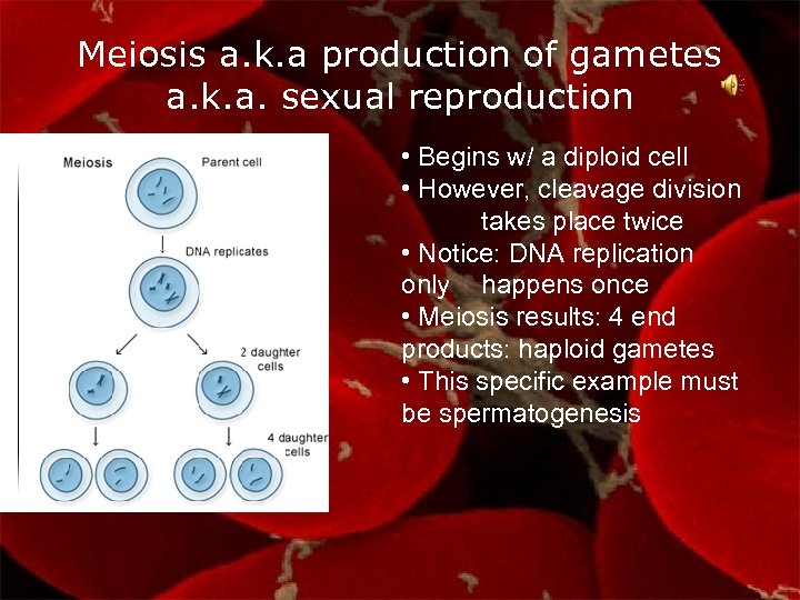 Meiosis a. k. a production of gametes a. k. a. sexual reproduction • Begins