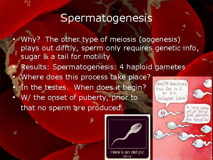 Spermatogenesis • Why? The other type of meiosis (oogenesis) plays out difftly, sperm only