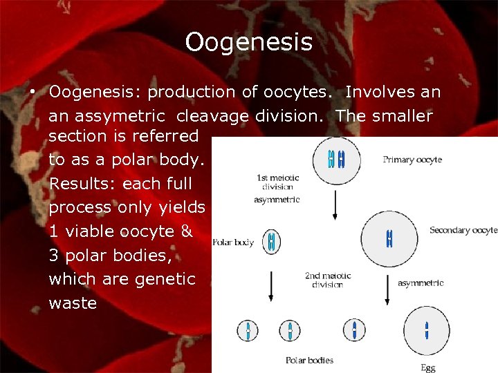 Oogenesis • Oogenesis: production of oocytes. Involves an an assymetric cleavage division. The smaller