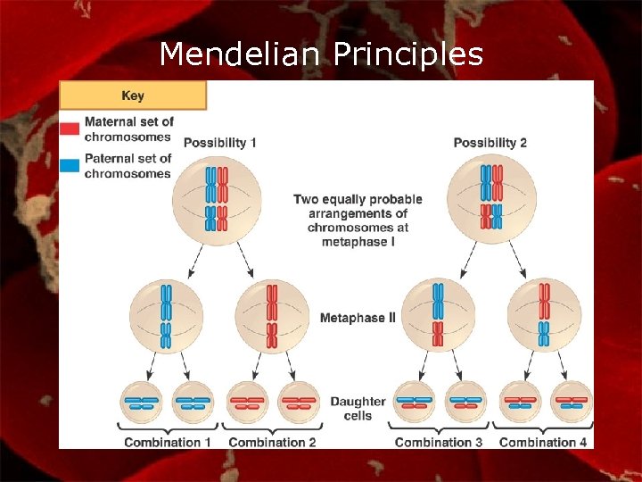 Mendelian Principles 