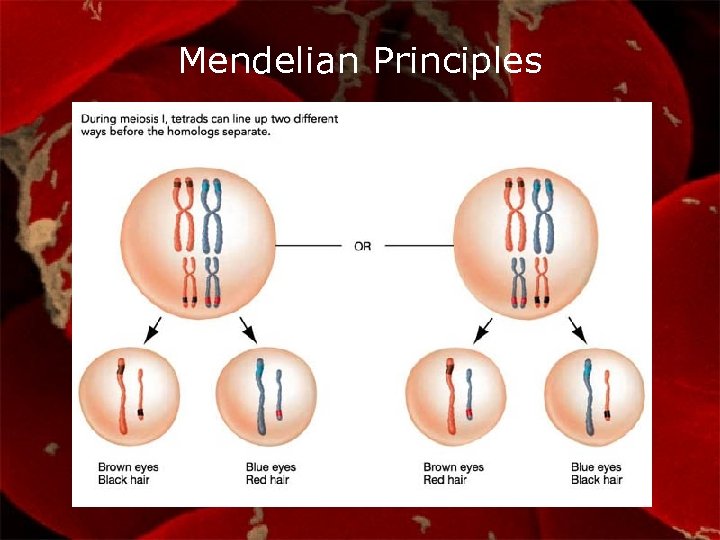 Mendelian Principles 