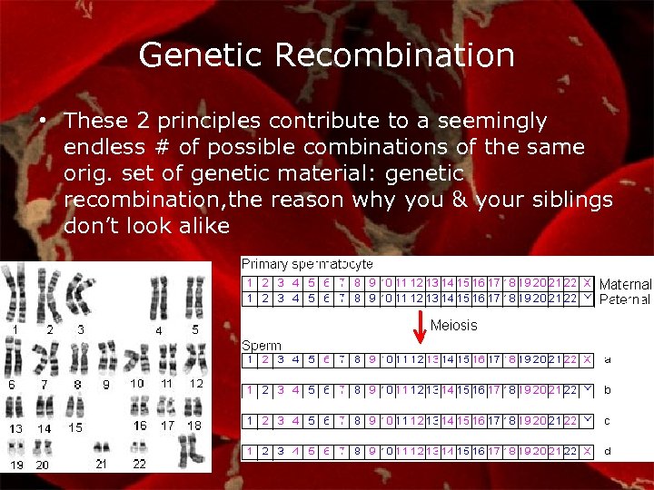 Genetic Recombination • These 2 principles contribute to a seemingly endless # of possible