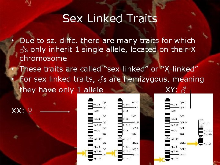 Sex Linked Traits • Due to sz. diffc. there are many traits for which