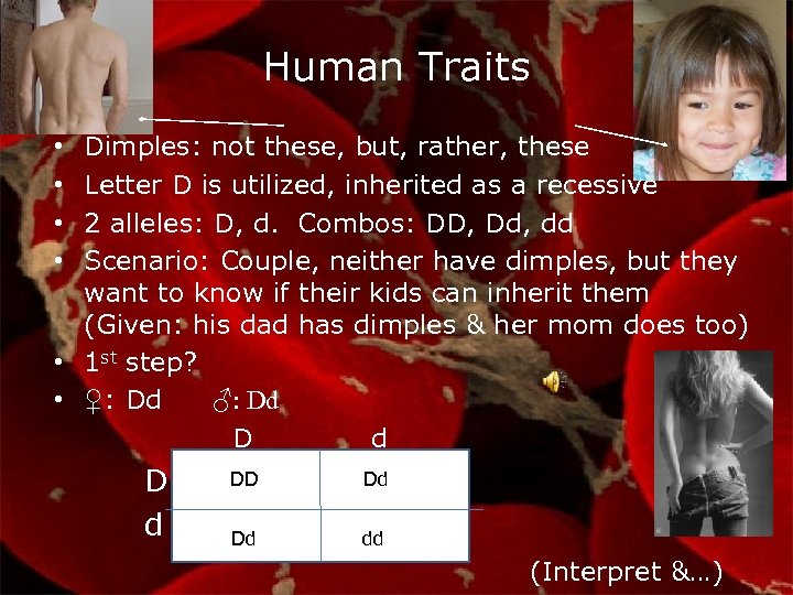 Human Traits Dimples: not these, but, rather, these Letter D is utilized, inherited as