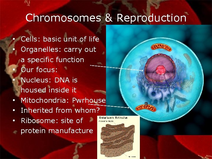 Chromosomes & Reproduction • Cells: basic unit of life • Organelles: carry out a