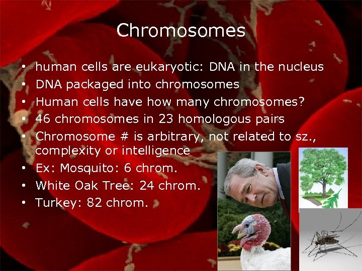 Chromosomes human cells are eukaryotic: DNA in the nucleus DNA packaged into chromosomes Human
