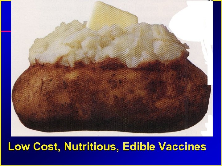 Low Cost, Nutritious, Edible Vaccines 