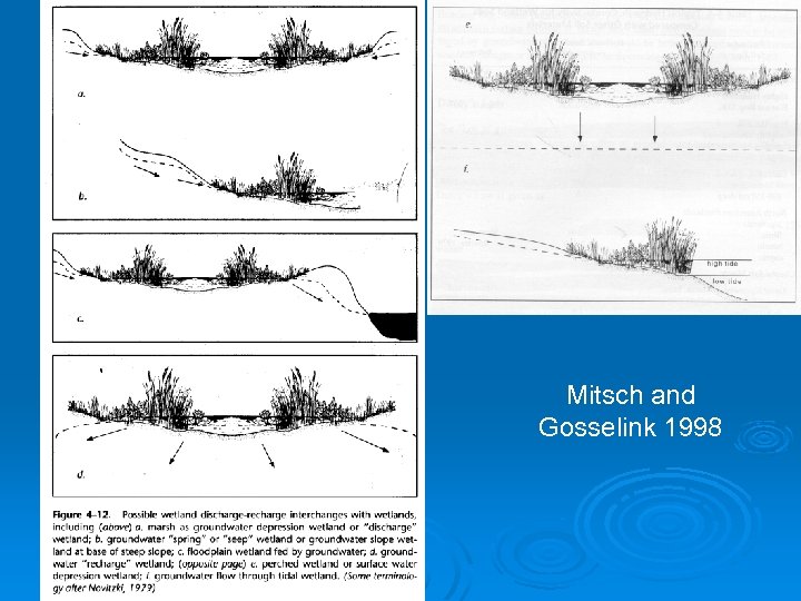 Mitsch and Gosselink 1998 