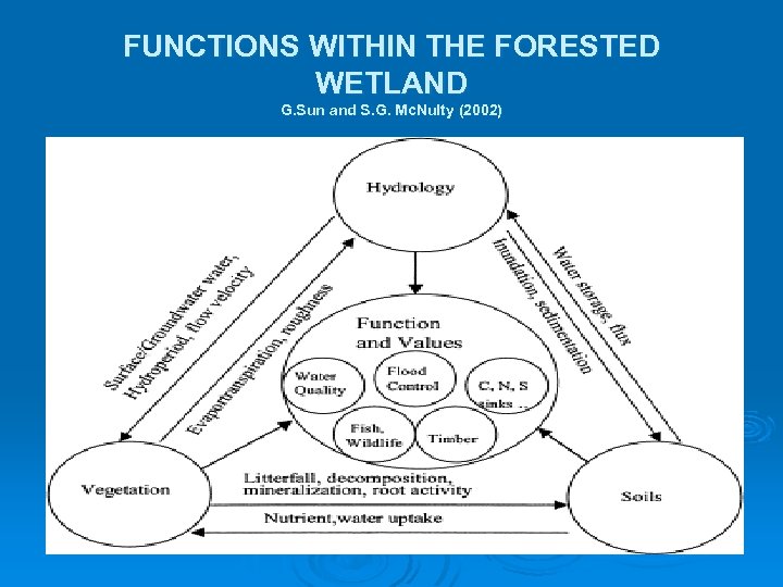 FUNCTIONS WITHIN THE FORESTED WETLAND G. Sun and S. G. Mc. Nulty (2002) 