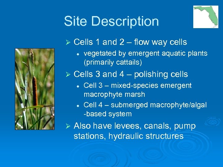 Site Description Ø Cells 1 and 2 – flow way cells l Ø Cells