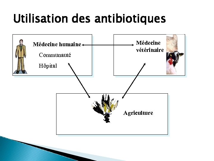 Utilisation des antibiotiques Médecine humaine Communauté Médecine vétérinaire Hôpital Agriculture 