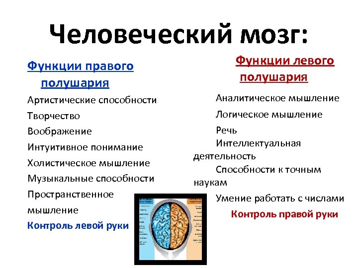 Человеческий мозг: Функции правого полушария Артистические способности Творчество Воображение Интуитивное понимание Холистическое мышление Музыкальные