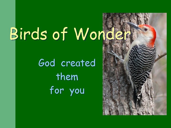 Birds of Wonder God created them for you 