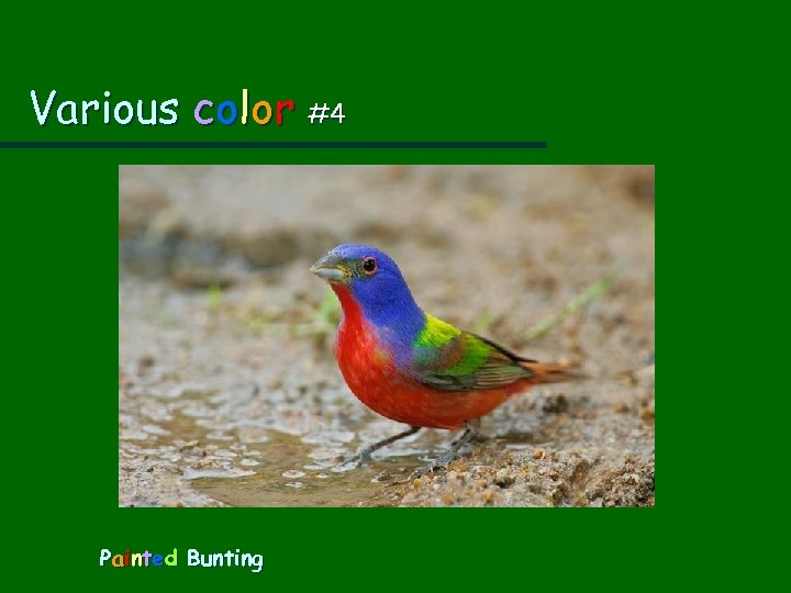 Various color #4 Painted Bunting 