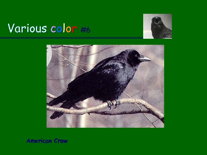 Various color #6 American Crow 