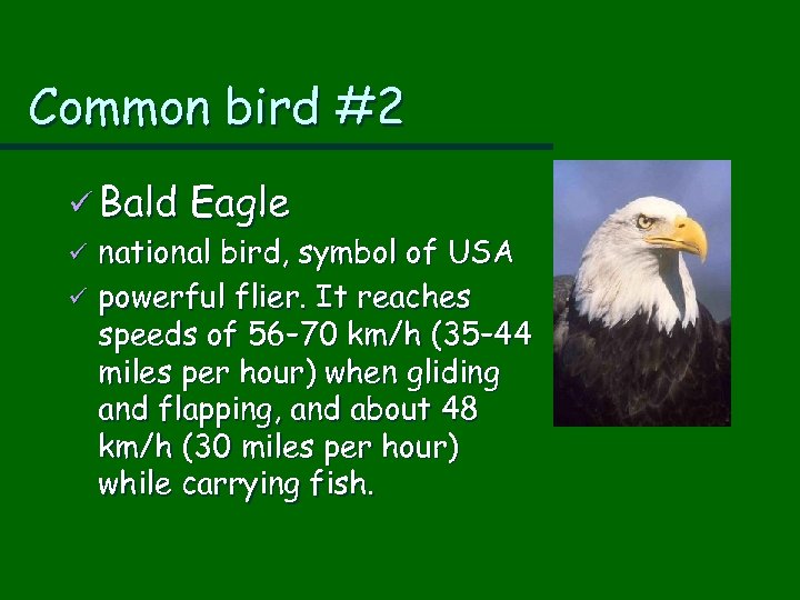 Common bird #2 ü Bald Eagle ü national bird, symbol of USA ü powerful