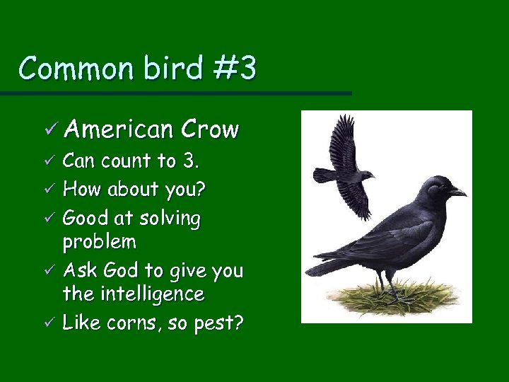 Common bird #3 ü American Crow ü Can count to 3. ü How about