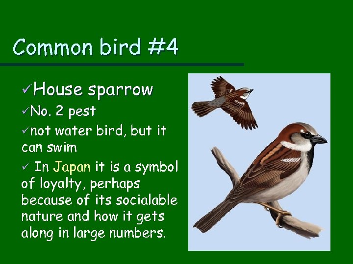 Common bird #4 üHouse sparrow üNo. 2 pest ünot water bird, but it can