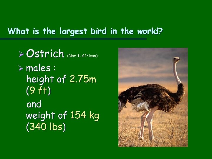 What is the largest bird in the world? Ø Ostrich (North African) Ø males