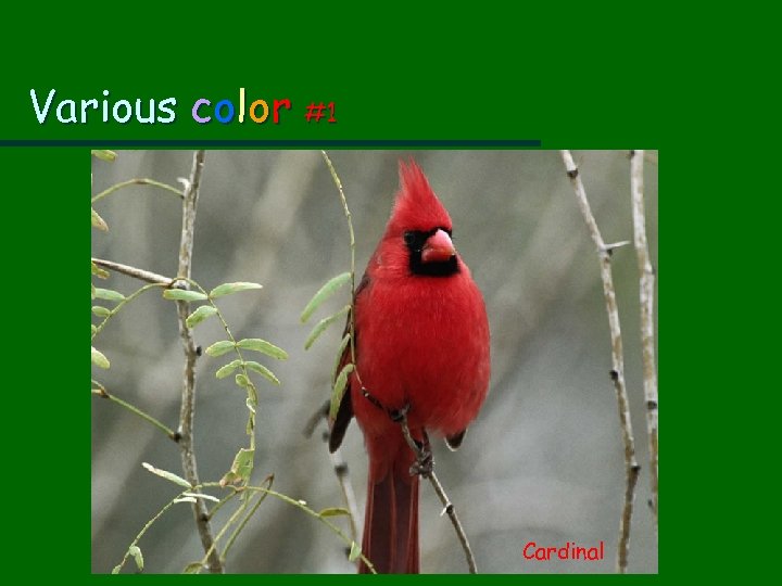 Various color #1 Cardinal 