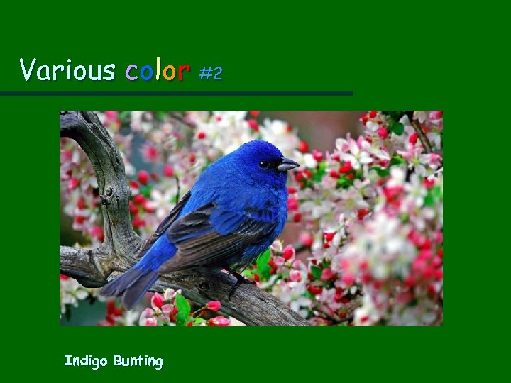 Various color #2 Indigo Bunting 