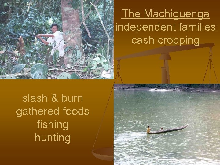 The Machiguenga independent families cash cropping slash & burn gathered foods fishing hunting 