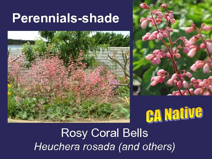 Perennials-shade Rosy Coral Bells Heuchera rosada (and others) 