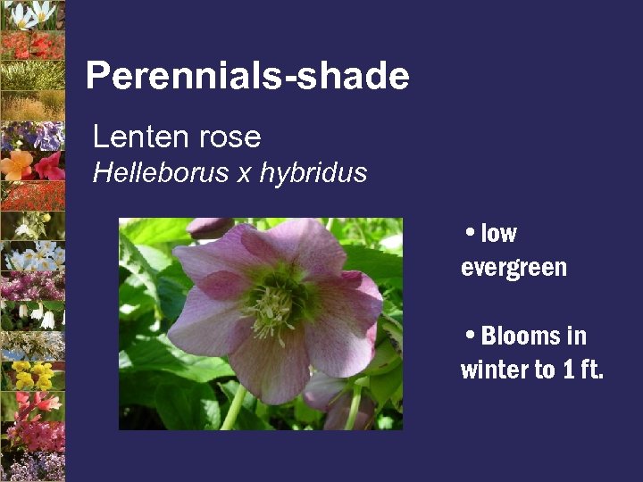 Perennials-shade Lenten rose Helleborus x hybridus • low evergreen • Blooms in winter to