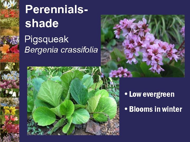 Perennialsshade Pigsqueak Bergenia crassifolia • Low evergreen • Blooms in winter 