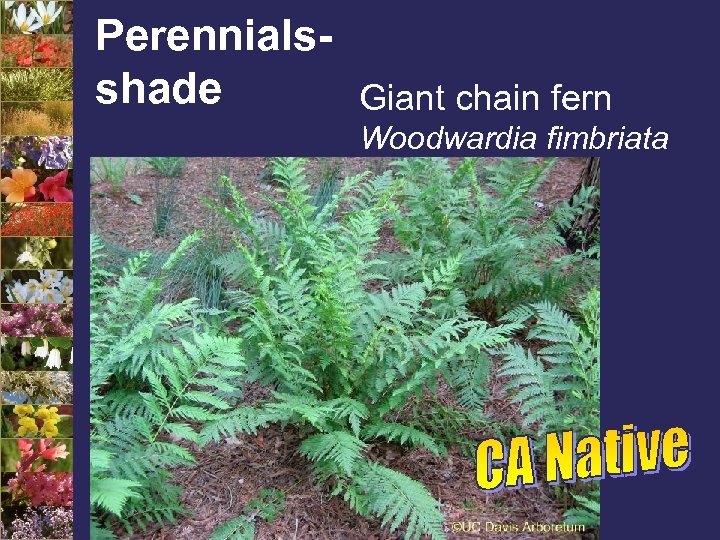 Perennialsshade Giant chain fern Woodwardia fimbriata 